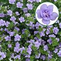 Afbeelding van Bacopa double p12 Double lavender